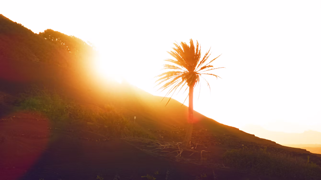 Palm silhouetted against a rising sun